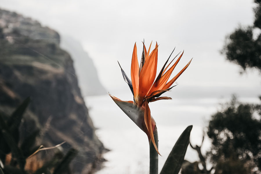 Reisetipps für Madeira und Funchal